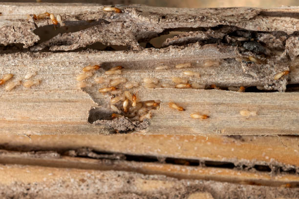 Best Pest Removal Services  in Wartburg, TN